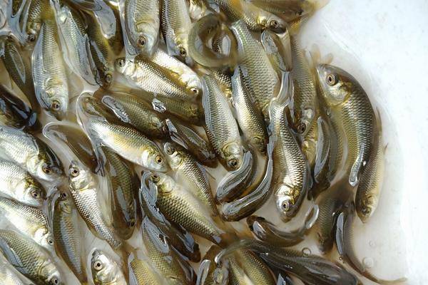 鲤鱼苗 优质鲤鱼苗，规格齐全，保证质量