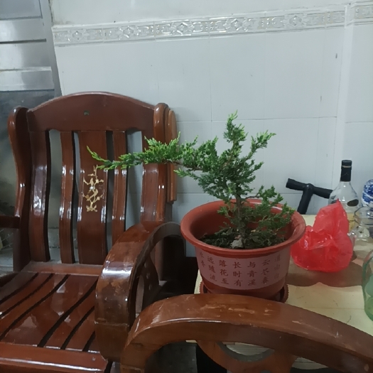 高州市珍珠柏树盆景