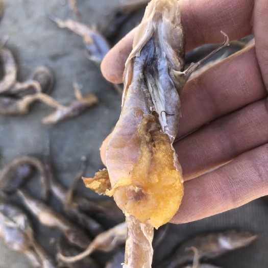 滨州籽鱼