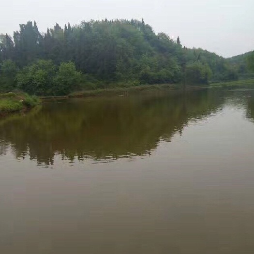 达州清水白鲢鱼，长年流水养殖，