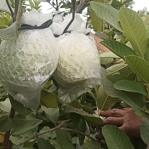 汕头番石榴