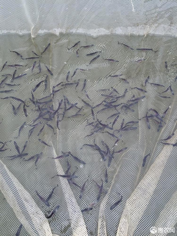 基地直供优质鸭嘴鱼苗 质量好 存活率好