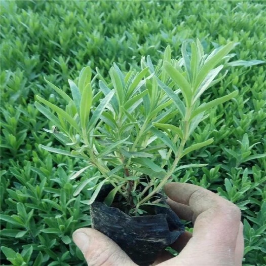 青州市薰衣草 种植基地