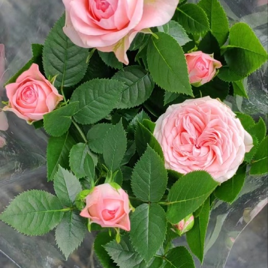 贺兰县玫瑰花盆栽