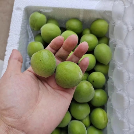 饶平县青梅产地直销，源头发货，一件代发。