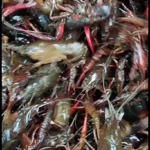泗洪县江苏小龙虾