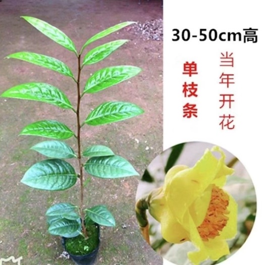 漳平市、金花茶盆栽開花可泡茶的