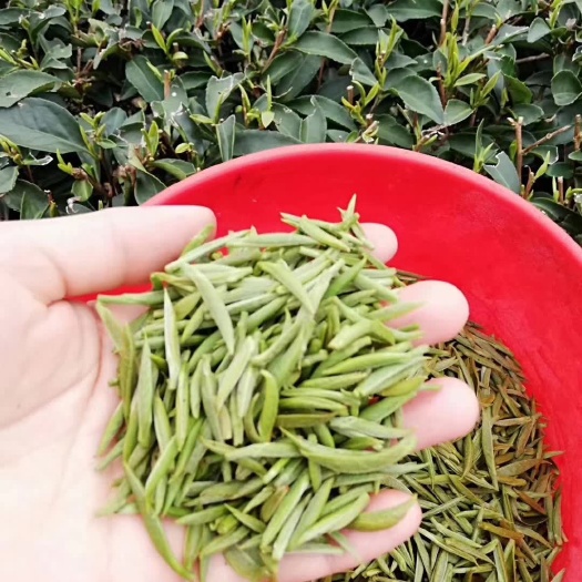 武平县绿茶