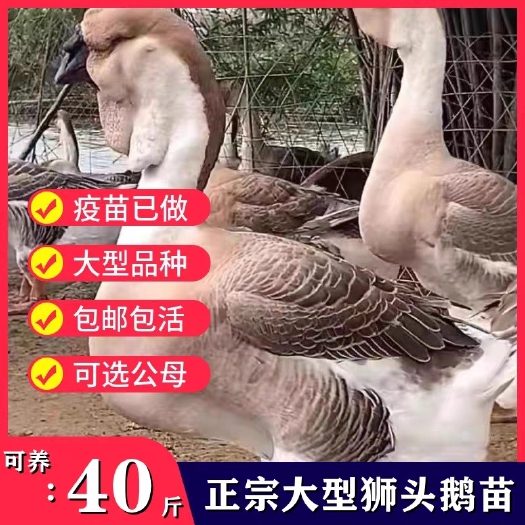 嘉祥县狮头鹅活体特大种潮汕特大纯种狮子头大鹅活幼崽大头鹅狮头鹅