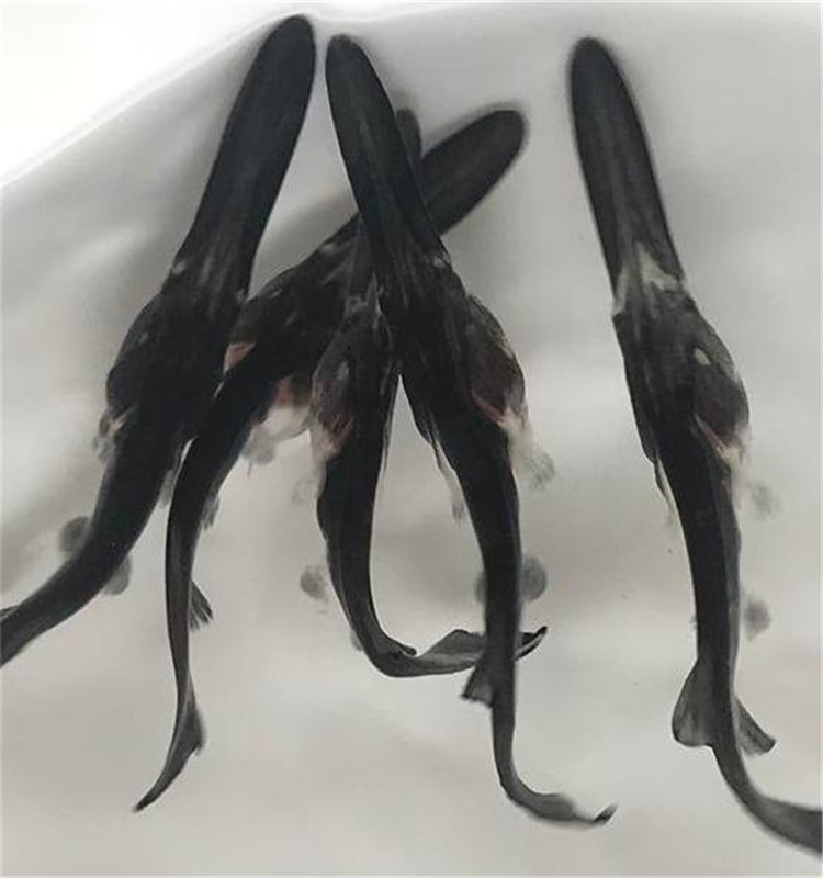 基地直供优质鸭嘴鱼苗 质量好 存活率好