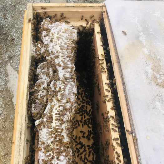 岑溪市包邮中蜂蜂群云南土蜂杂交杂王产蜜高抗寒￼￼￼繁殖能力￼强