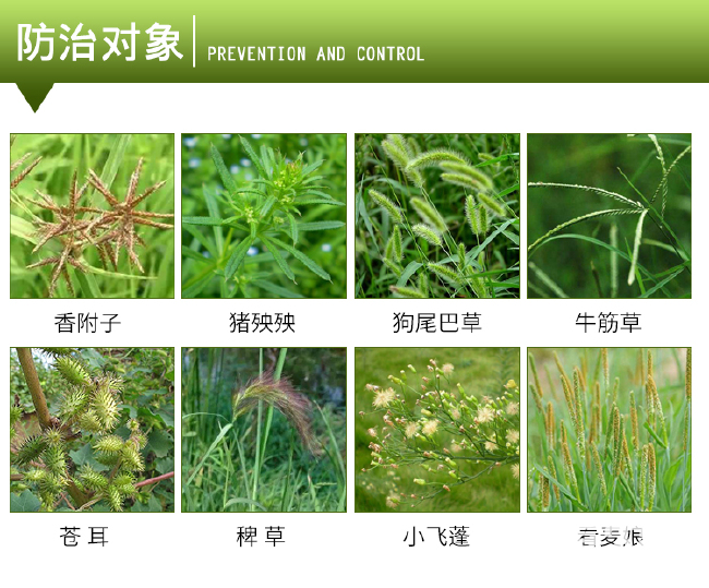 41%草甘膦异丙胺盐除杂草剂果园除草烂根剂一扫光草甘磷除草剂