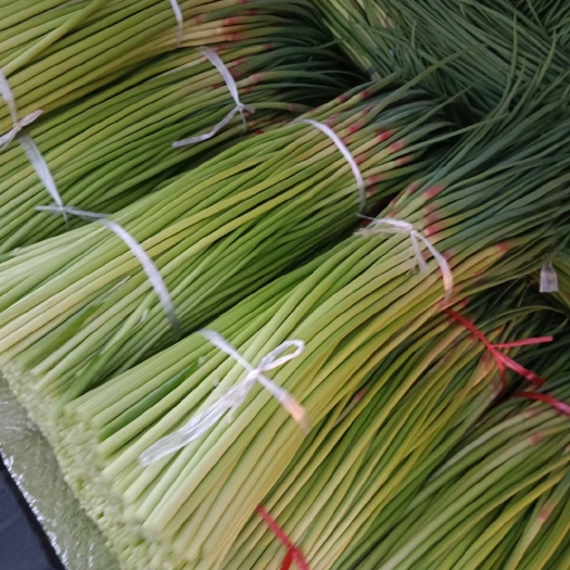 通许县红帽蒜苔，产地直供，需要的联系！
