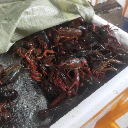 荆州淡水河虾