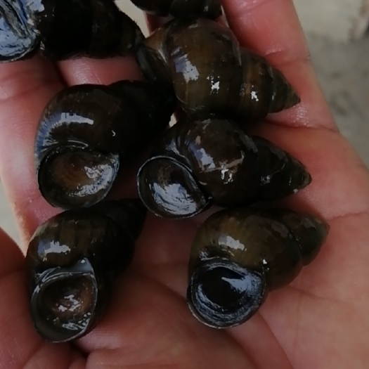 洪湖市水产批发，田螺，石螺，