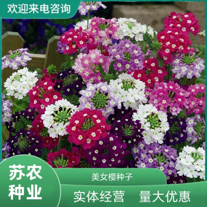沭阳县美女樱种子 四季播种 春播花种子 室内阳台盆栽易种 植物花籽