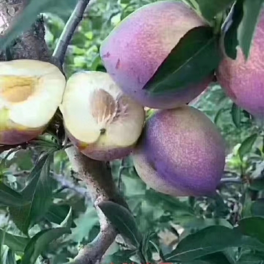 梨树县吉盛桃李