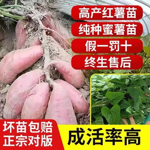 新泰市山东红薯秧苗烟薯25西瓜红蜜薯苗紫薯薯玛莎莉板栗薯现拔现发