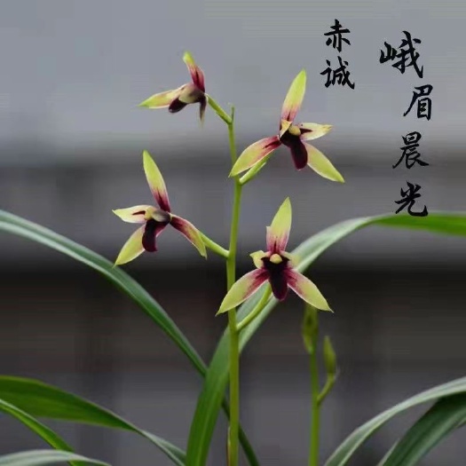 建兰【赤诚】峨眉晨光兰花四季开花兰花苗室内高端绿植花卉盆栽