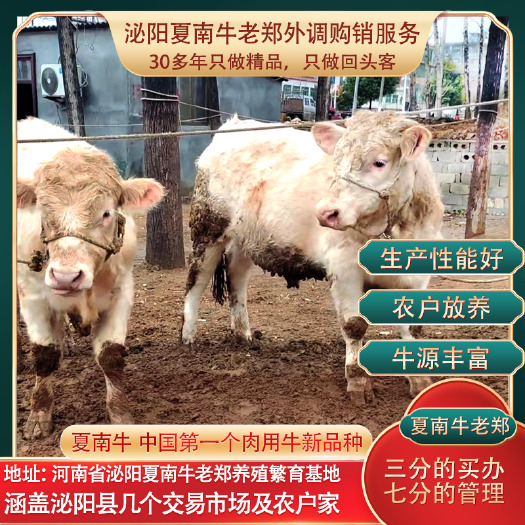 泌阳县夏南牛400斤起各阶段产区供应 公牛 母牛 架子牛  肥母牛