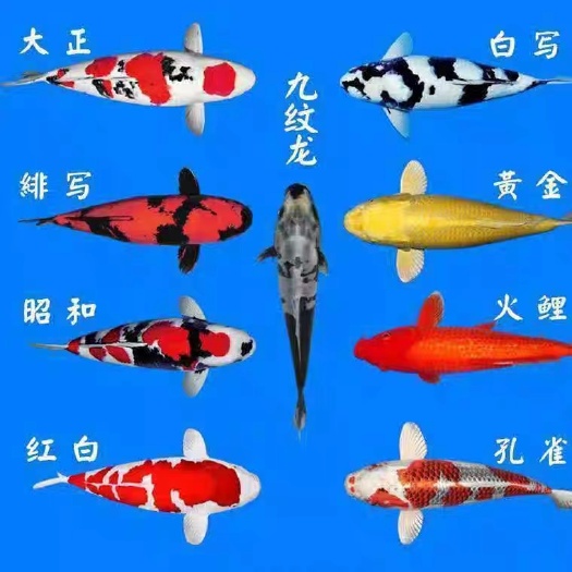 广州观赏鱼草小金活体锦鲤鱼小型好运风水纯锦鲤鱼苗