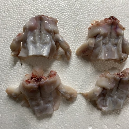 汕头当天现杀牛蛙前腿肉  后腿分开  合适餐饮连锁店