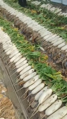 南通白萝卜，现货，，，，，，，，，，，，，，，，，，，，，，，，