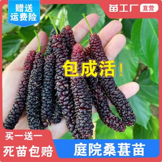 容县四季结果长果桑圆果桑白玉大果桑紫金蜜桑蚕桑桑葚大果桑果树苗木