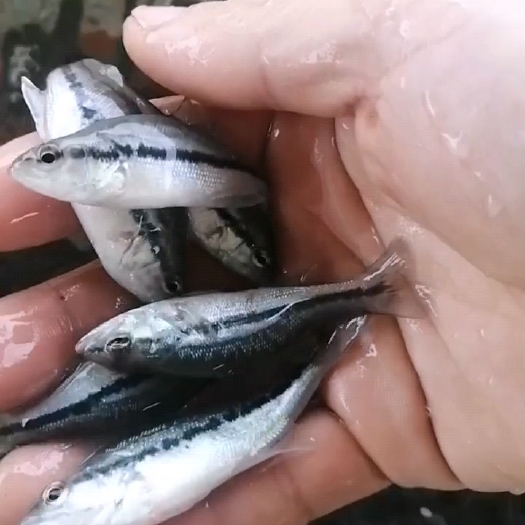 上高县鲈鱼苗6-7公分左右