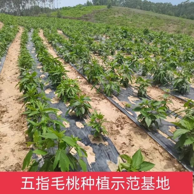 五指毛桃老水裸根苗