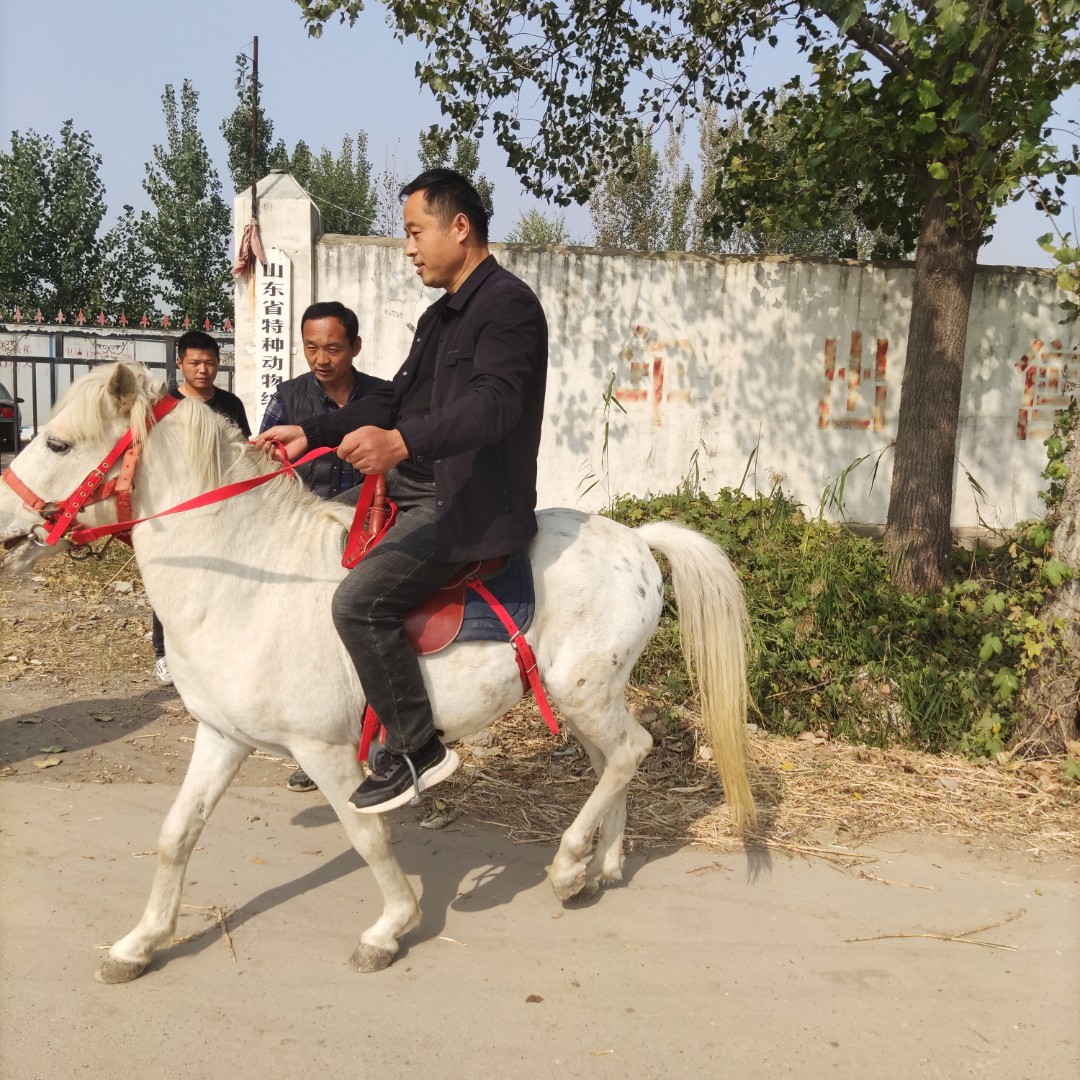 大量现货骑乘马特别温顺 孩子都可以骑 景区动物园 枣红色