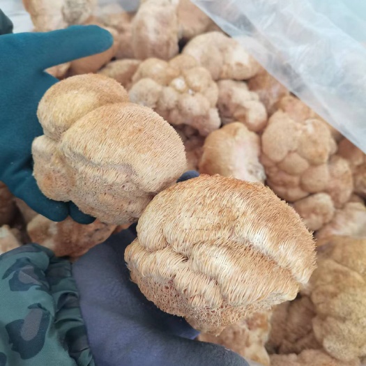 海林市干猴头菇  东北猴头菇基地直供