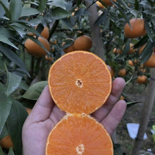 资中县青见