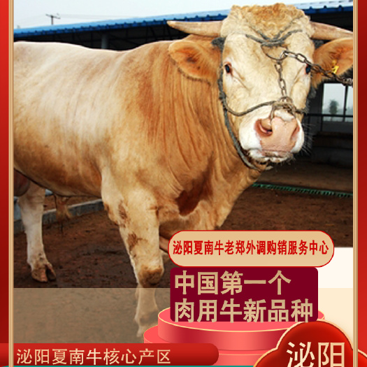 泌阳县800斤以上夏南牛肥母牛供应 泌阳夏南牛老郑 出肉率高