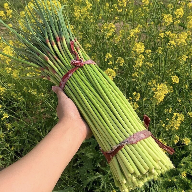 红帽蒜苔 新鲜 大量