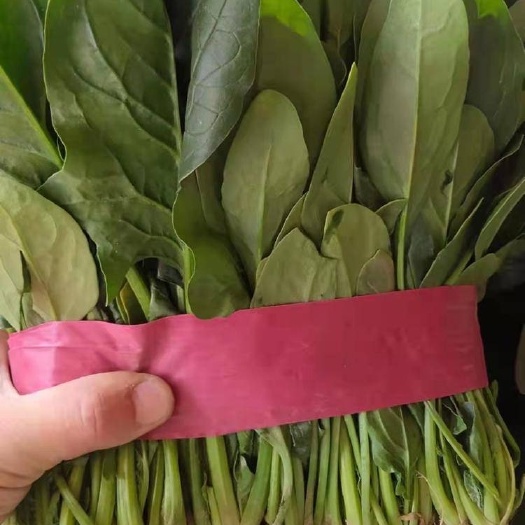 滑县大叶菠菜 精品大棚菠菜 保质保量价格公道全国各地代发
