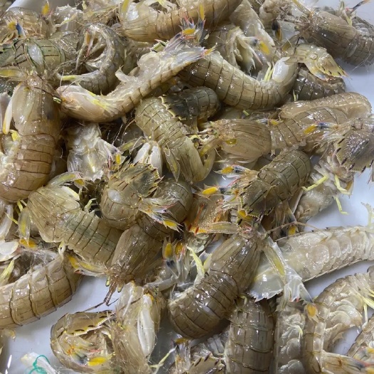 连云港皮皮虾