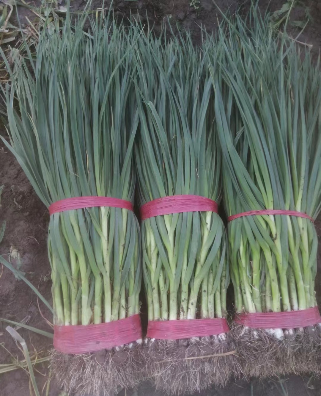 精品白根蒜苗种植基地，货源充足，有意者联系