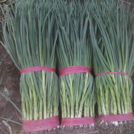 西宁精品白根蒜苗种植基地，货源充足，有意者联系