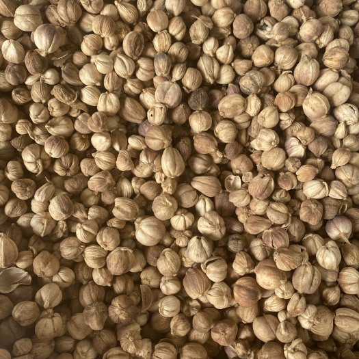 玉林优质无硫原装白豆蔻  足干白叩