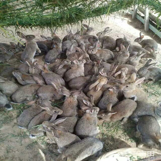 大名县自己散养兔，肉兔