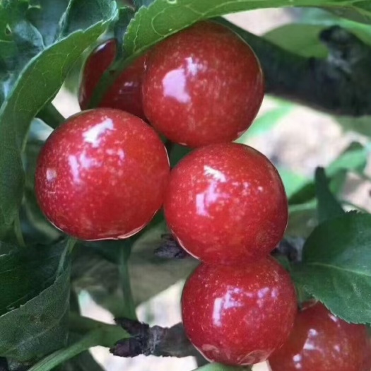 昆明四川攀枝花米易高山樱桃，