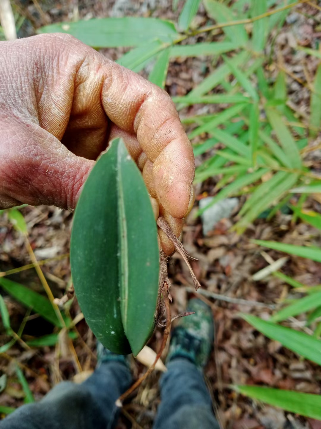 兔耳兰叶艺盆栽观赏绿植花卉收藏兴趣爱好