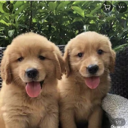 宿州金毛幼犬