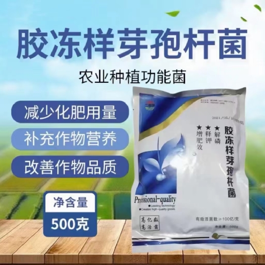 邯郸胶冻样芽孢杆菌