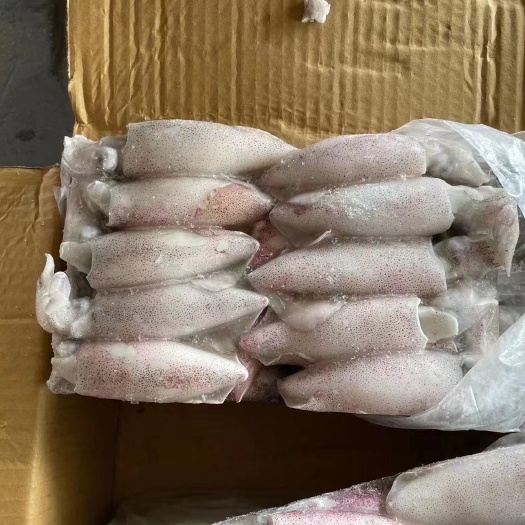 福州印尼原装小鱿鱼