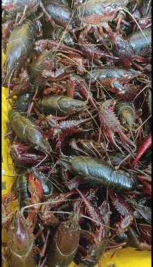 监利市小龙虾湖北监利清水虾