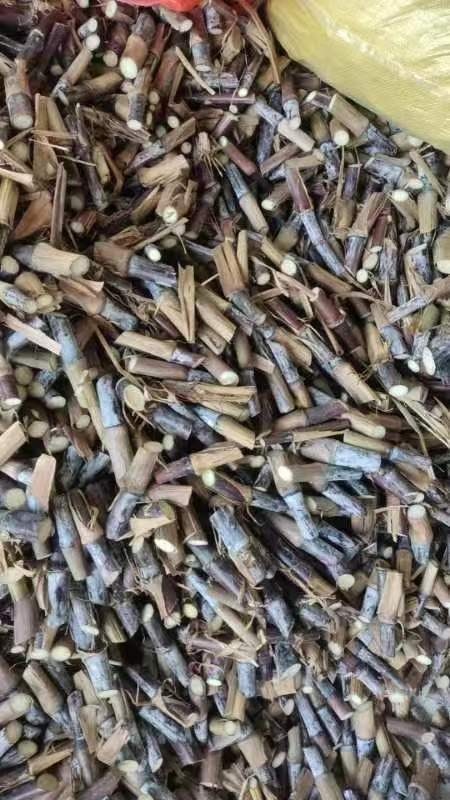 普定县红象草种节，单牙  0.095一牙，   双牙0.1