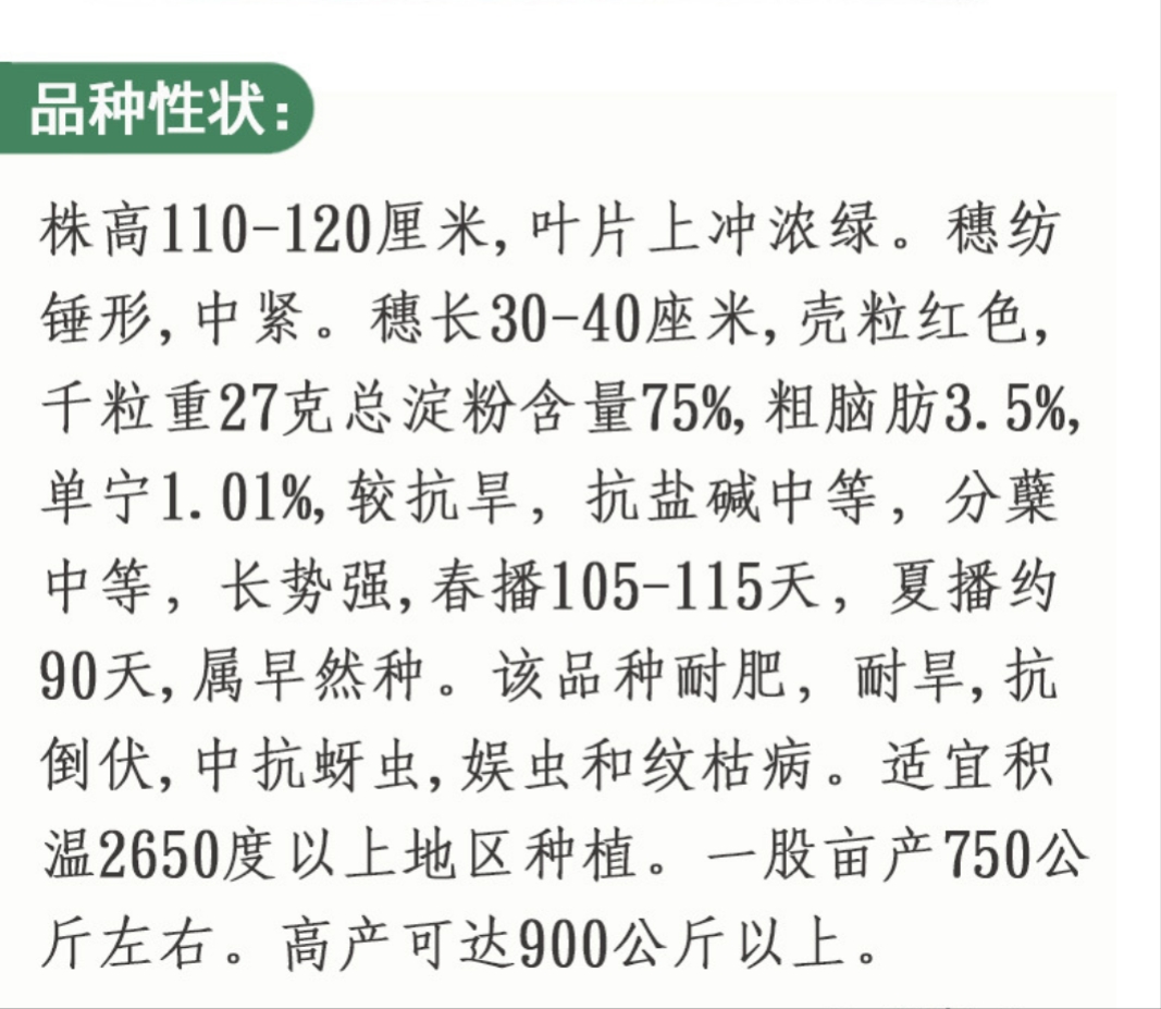 吨糯高粱四号120矮杆酒糯高粱种子 农田基地杂交酿酒糯高粱籽