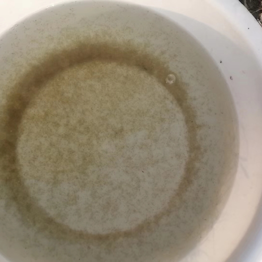 祁东县草鱼水花